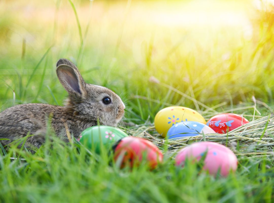 There is a rabbit and painted eggs in and around a nest in the grass.